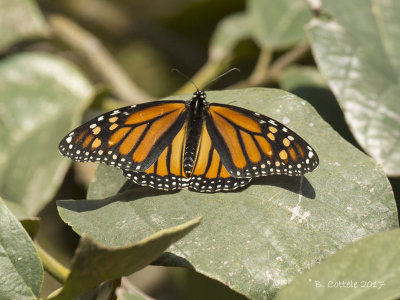 Monarchvlinder - Monarch - Danaus plexippus