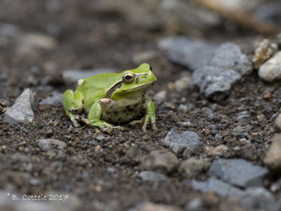 Streeploze Boomkikker - Stripeless Tree Frog - Hyla meridionalis