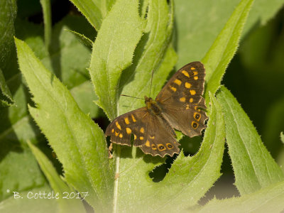 Canarisch Bont Zandoogje - Canary Speckled Wood - Pararge xiphioides