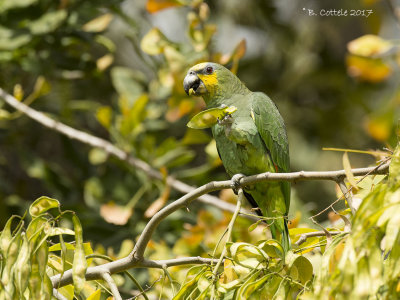 Geelvoorhoofdamazone - Yellow-crowned Parrot 