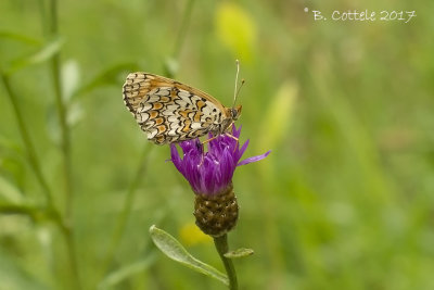 Knoopkruidparelmoervlinder - Knapweed Fritillary - Melitaea phoebe