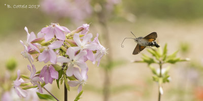 Kolibrievlinder - Hummingbird Hawk-moth - Macroglossum stellatarum