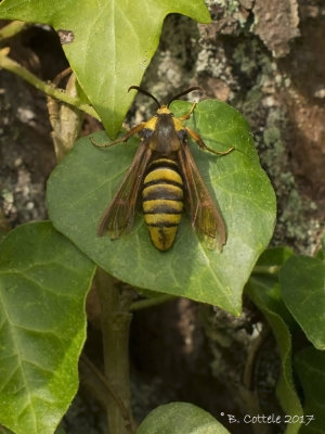Hoornaarvlinder - Hornet Moth - Sesia apiformis