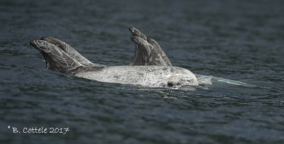 Grijze Dolfijn - Risso's Dolphin - Grampus griseus