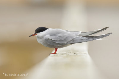 Visdief - Common Tern - Sterna hirundo