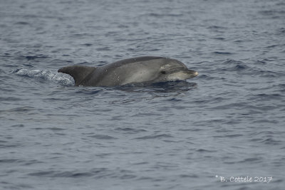 Tuimelaar - Common Bottlenose Dolphin - Tursiops truncatus