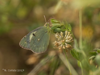 Oranje Luzernevlinder- Common Clouded Yellow - Colias croceus