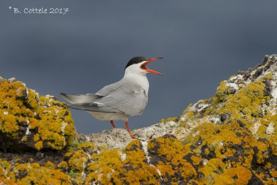 Visdief - Common Tern - Sterna hirundo