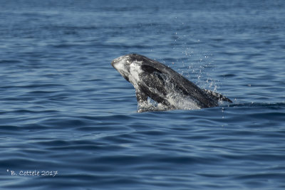 Grijze Dolfijn - Risso's Dolphin - Grampus griseus