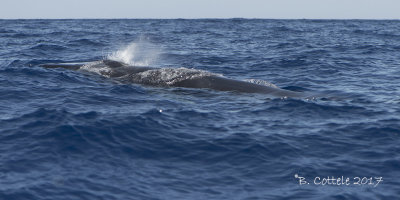 Gewone Vinvis - Fin Whale - Balaenoptera physalus