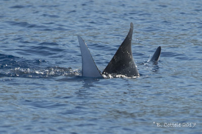 Sikkelvinduivelsrog - Sicklefin Devil Ray - Mobula tarapacana