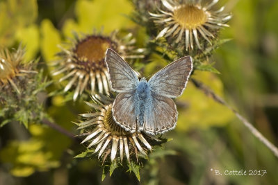 Bleek Blauwtje - Chalk-hill Blue - Polyommatus coridon