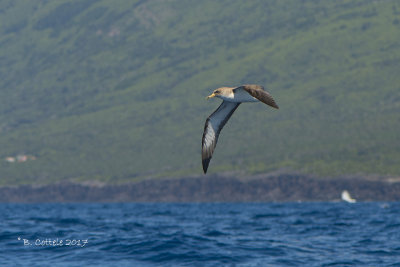 Kuhls Pijlstormvogel - Cory's Shearwater - Calonectris borealis