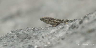 Madeirahagedis - Madeiran Wall Lizard - Lacerta dugesii