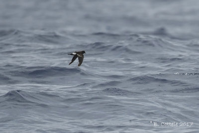 Wilsons Stormvogeltje - Wilson's Storm-petrel - Oceanites oceanicus