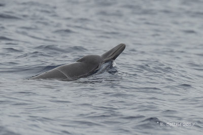 Gewone Spitssnuitdolfijn - Sowerby's Beaked Whale - Mesoplodon bidens