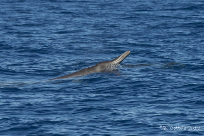 Gewone Spitssnuitdolfijn - Sowerby's Beaked Whale - Mesoplodon bidens