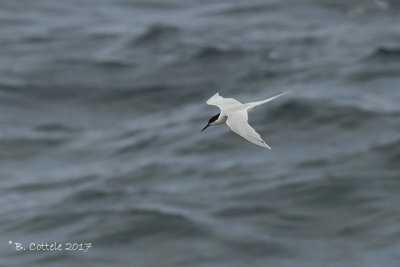 Dougalls Stern - Roseate Tern