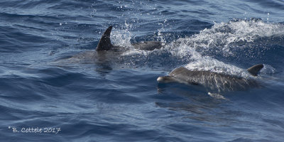 Atlantische Gevlekte Dolfijn - Atlantic Spotted Dolphin - Stenella frontalis