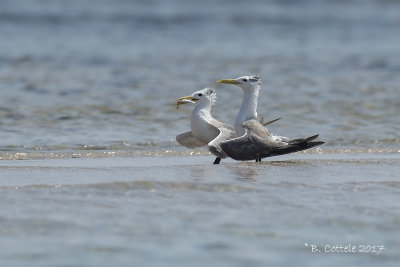 Grote Kuifstern - Greater Crested Tern 