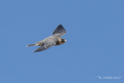Woestijnvalk - Sooty Falcon 