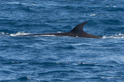 Noordse Vinvis - Sei Whale - Balaenoptera borealis