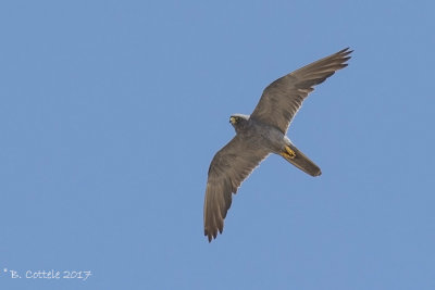 Woestijnvalk - Sooty Falcon - Falco concolor