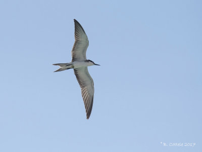 Brilstern - Bridled Tern - Onychoprion anaethetus