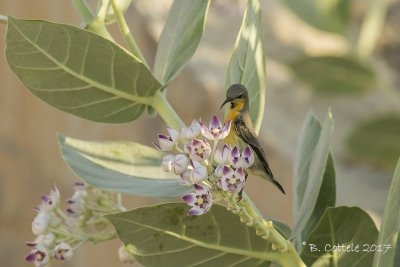 Purperhoningzuiger - Purple Sunbird - Cinnyris asiaticus