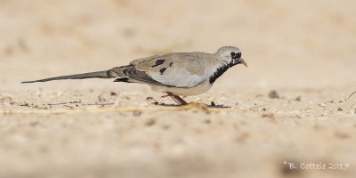 Maskerduif - Namaqua Dove