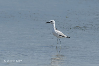 Krabplevier - Crab-plover - Dromas ardeola