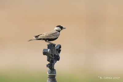 Zwartkruinvinkleeuwerik - Black-crowned Sparrow-Lark