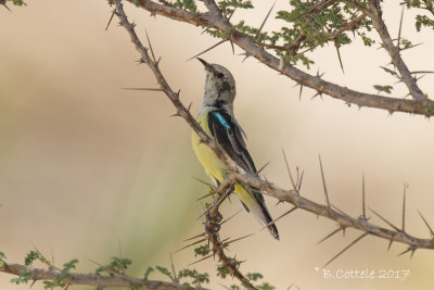 Nijlhoningzuiger - Nile Valley Sunbird