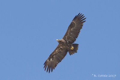 Steppearend- Steppe Eagle - Aquila nipalensis