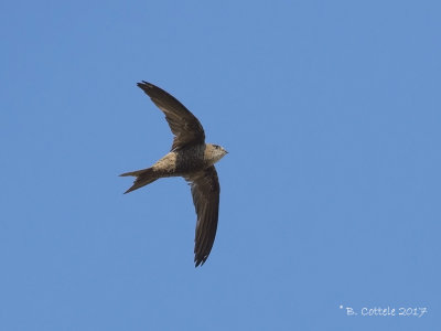 Socotra-gierzwaluw - Forbes-Watson's Swift - Apus berliozi
