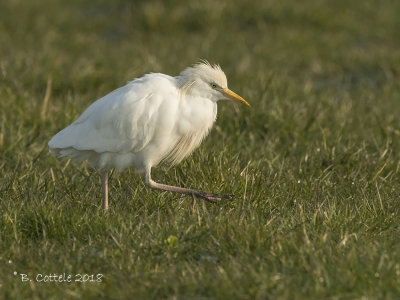 Koereiger - Cattle Egret