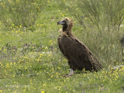 Monniksgier - Eurasian Black Vulture - Aegypius monachus