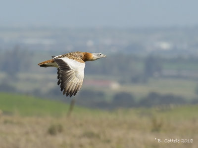 Grote Trap - Great Bustard - Otis tarda