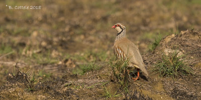 Rode Patrijs - Red-legged Partridge - Alectoris rufa