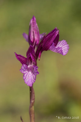 Vlinderorchis - Butterfly Orchid - Anacamptis papilionacea