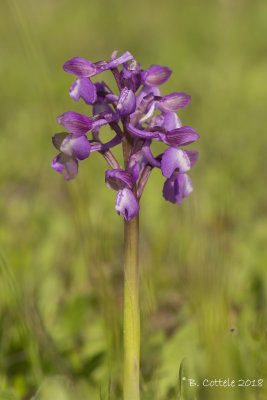 Blesharlekijnorchis - Green-winged orchid subsp champagneuxii - Anacamptis morio subsp champagneuxii