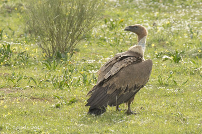 Vale Gier - Eurasian Griffon Vulture - Gyps fulvus