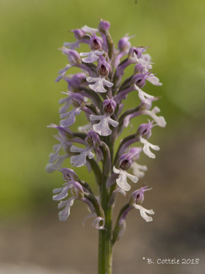 Orchis conica 