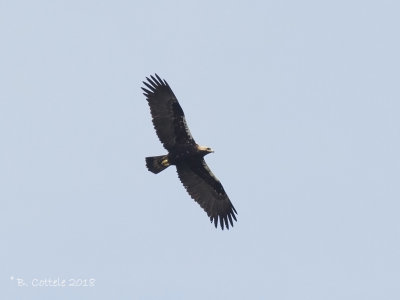 Spaanse Keizerarend - Spanish Imperial Eagle 