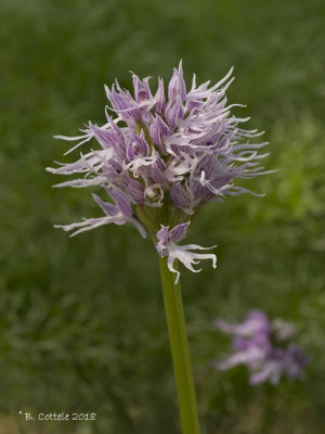 Italiaanse Orchis - Naked Man Orchid - Orchis italica