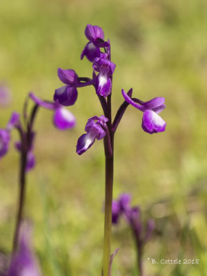 IJle Moerasorchis - Lax-flowered Orchis - Anacamptis laxiflora
