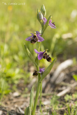 Sniporchis - Woodcock Bee-orchid - Ophrys scolopax 