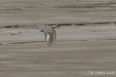 Ibissnavel - Ibisbill - Ibidorhyncha struthersii