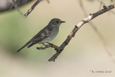 Grauwe Vliegenvanger - Spotted Flycatcher - Muscicapa striata