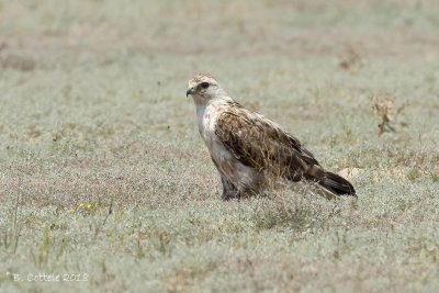 Arendbuizerd - Long-legged Buzzard - Buteo rufinus